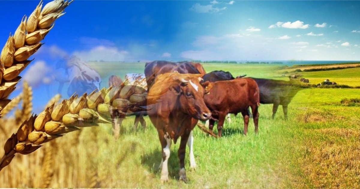 Ауыл шаруашылығы өнімдерін қайта өңдеу 70%-ға дейін ұлғаяды — министрлік жоспары