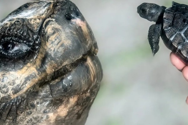 135 жаста алғаш рет әке атанды: Гиннестің рекордтар кітабына үміткер пайда болды