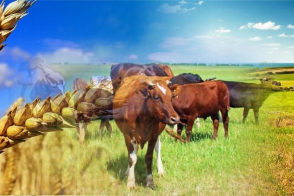 Ауыл шаруашылығы өнімдерін қайта өңдеу 70%-ға дейін ұлғаяды — министрлік жоспары