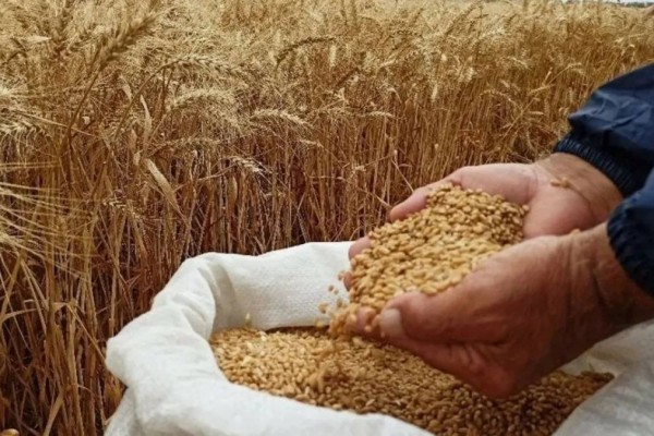 Қазақстаннан астық пен ұн экспорты 9,9 млн тоннаға дейін өсті