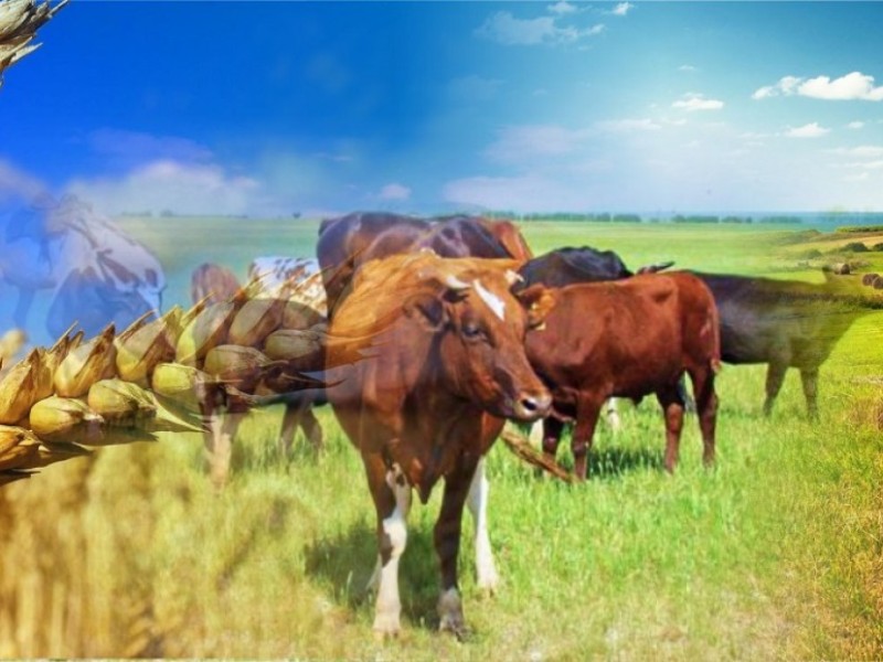 Ауыл шаруашылығы өнімдерін қайта өңдеу 70%-ға дейін ұлғаяды — министрлік жоспары