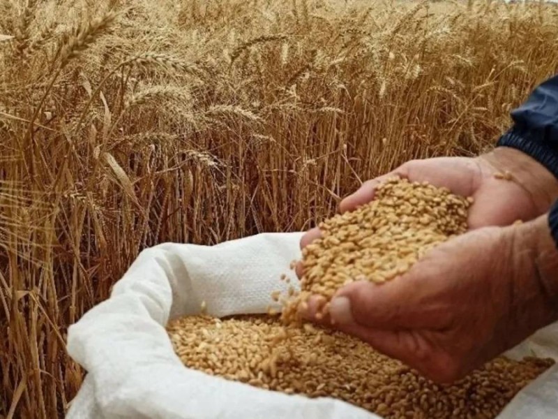 Қазақстаннан астық пен ұн экспорты 9,9 млн тоннаға дейін өсті