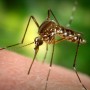 Қытайда маса арқылы таралған вирус елді алаңдатып отыр
