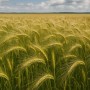Арпа экспорты екі есе артты: Иран мен Қытай сұранысы жоғары