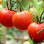 Қызанақ көкөніс пе, әлде жидек пе? Пайдасы, қарсы көрсетілімі және дұрыс тұтыну жолы