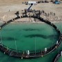 Каспийде торлы балық өсіру басталды: Маңғыстауда Орталық Азиядағы алғашқы теңіз ферма іске қосылды